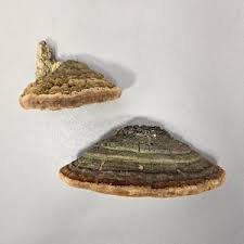 Image result for Phellinus rimosus