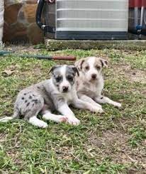 Hanging Tree Cow Dog Puppies