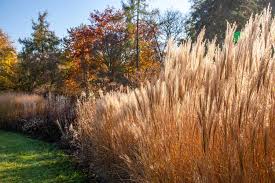 Image result for Miscanthus violaceus