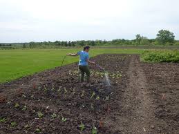 Check spelling or type a new query. Yard And Garden Weeding And Watering Are Necessary Chores News