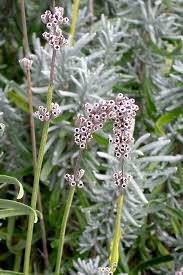 Image result for Lavandula angustifolia Vera