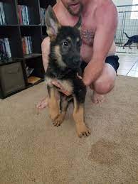 Spay, microchip id, initial vaccines, one month pet insurance, a complimentary veterinarian exam and post a. German Shepherd Puppies For Sale Prescott Valley Az 283000