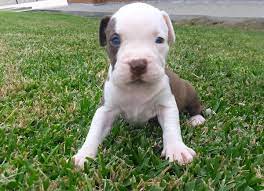 Check spelling or type a new query. á… Control O Inhibicion De La Mordida En Cachorros Pitbull