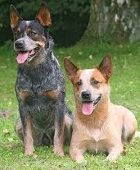 The australian heeler, also known as the australian cattle dog, hall's heeler, the blue heeler or queensland heeler is a robust, tireless, compact working, courageous dog. Jvgardengirl Jvgardengirl Profile Pinterest