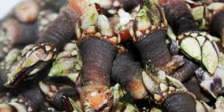 Estos juegos de cocina en línea son perfectos para experimentar con recetas antes de probarlas en la vida real. Percebes Gallegos Recetas Alternativas Para Cocinarlos Blog