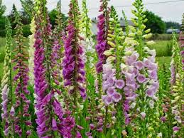 Tarim Siteniz Cok Yillik Cicek Turleri