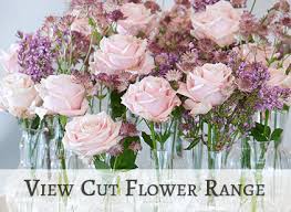 Long lasting cut flowers nz. Van Lier Nurseries Premium Quality Rose Grower Auckland Nz