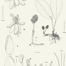 Image result for Palisota schweinfurthii