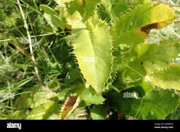 Image result for Alepidea amatymbica