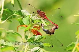 Pin On Interesting Insects
