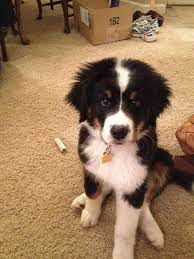 These border collie mix puppies are a cross between a border collie and another dog breed. Border Collie And Bernese Mountain Dog Mix Angellhonn Dogs Dog Mixes Bernese Mountain Dog Mix