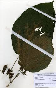 Image result for Laportea ovalifolia