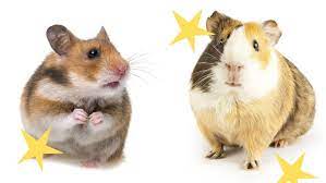 What S The Difference Between A Hamster And A Guinea Pig Omlet Blog Uk