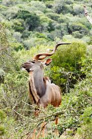 Kudu Eating Peacefully On A Leaf Kudu Eating Peacefully On A Leaf In The Field Fields Animals Photo