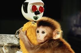 Harry Harlow And The Nature Of Love And Affection Psychology Experiments Harlow Human Growth And Development