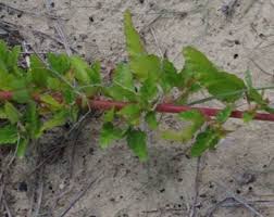 Image result for Melochia melissifolia