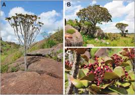 Image result for Euphorbia mwinilungensis