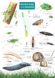 Garden Bugs And Beasties Identification Chart By Farley