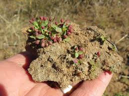 Image result for Bergia polyantha