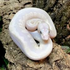 So, what is a bel ball python? Blue Eyed Leucistic Ball Python For Sale Blue Eye Lucy Ball Pythons For Sale