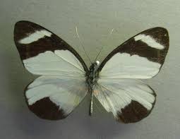 Image result for Pomaria burchellii