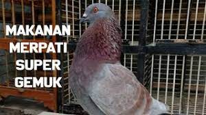 Bagaimana cara memberi makan burung merpati? Makanan Merpati Agar Gemuk Sehat Dan Perawatannya Youtube