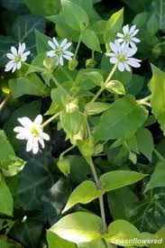 Image result for Caryophyllaceae