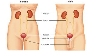 We did not find results for: Uti Urinary Tract Infections How To Avoid Them