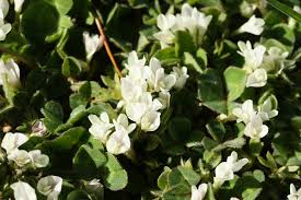 Image result for Trifolium wentzelianum