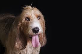 Image result for velký vendéeský hrubosrstý honič