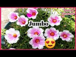 Anda bisa menemui tanaman ini tumbuh liar di selokan atau bahkan di lantas bagaimanakah cara menanam bunga krokot? Bunga Moss Rose Giant Grandiflora Bunga Krokot Portulaca Ukuran Besar Youtube