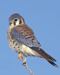 Bird With Red Spot On Head And Black Spot On Chest American Kestrel American Kestrel Kestrel Animal Companions