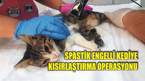 spastik engelli kediye kisirlastirma operasyonu youtube