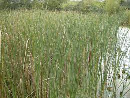 Image result for Typha