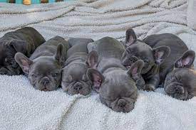 English breeders much preferred the shape, but. French Bulldog Breeder Hits Jackpot With Adorable Litter Of Pups Worth 16 000 Mirror Online