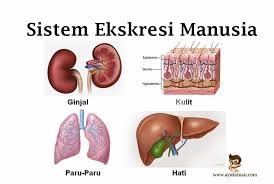 Fakultas keguruan dan ilmu pendididkanprogram studi pendidikan biologiuniversitas sriwijayasumatera selatan, indonesia.mata kuliah: Sistem Ekskresi Pengertian Ginjal Hati Kulit Paru Paru
