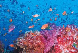 Reef Check Foundation