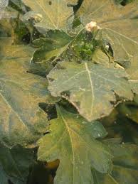 Spider Mites On Ornamentals