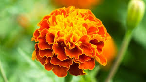 This is a guide about marigolds for pest control. How Marigolds Protect Against Common Tomato Pest Earth Com