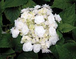 On the hunt for a wedding venue and couldn't help myself when i saw the last blooming hydrangea! Hydrangea Wedding Gown Star Roses And Plants