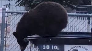 New funding available for community-led bear conflict prevention in Montana