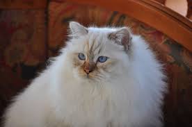 Sacre De Birmanie Chocolat Silver Tabby Point Sacre De Birmanie Beaux Chats Animaux Trop Mignon