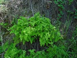 Image result for Adiantum capillus-veneris