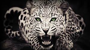 Wild Animals Wallpapers Top Free Wild Animals Backgrounds Wallpaperaccess