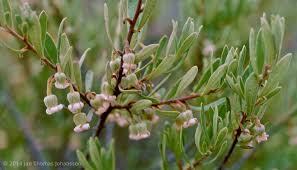 Image result for Diospyros natalensis