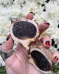 Image result for Scleroderma polyrhizon