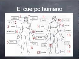 Body parts diagram in spanish. Language Tailor Medical Spanish 1 2 A Part 2 Youtube