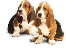 Browse our hush puppy hund images, graphics, and designs from +79.322 free vectors graphics. Hush Puppies Hunde Markenschuhe Geheim Welpen