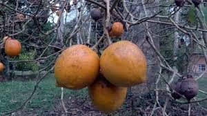 Image result for Tabernanthe iboga