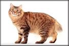 American Bobtail Cat Breeds - Cats In Care